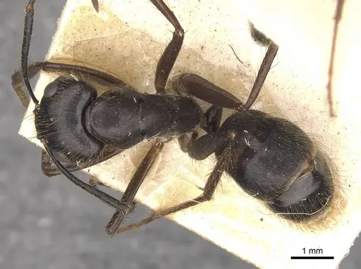 Camponotus atriceps specimen CASENT0910338 image casent0910338_1