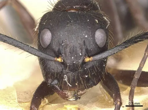Camponotus atriceps specimen CASENT0910338 image casent0910338_2