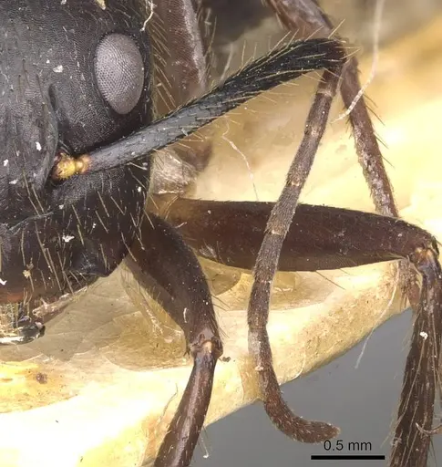 Camponotus atriceps specimen CASENT0910338 image casent0910338_3