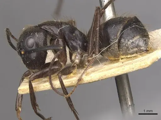 Camponotus atriceps specimen CASENT0910338 image casent0910338_4
