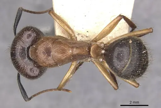 Camponotus atriceps specimen CASENT0910339 image casent0910339_1