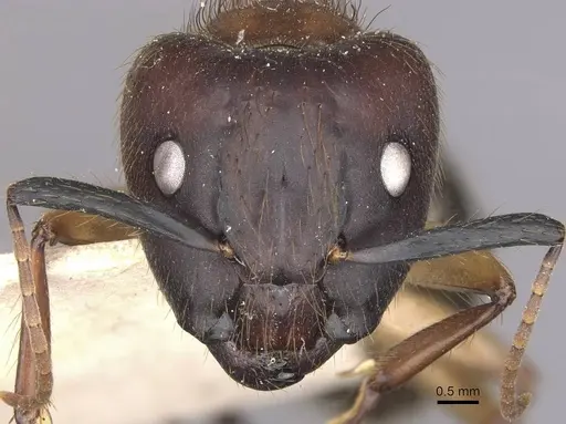 Camponotus atriceps specimen CASENT0910339 image casent0910339_2