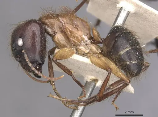 Camponotus atriceps specimen CASENT0910339 image casent0910339_3