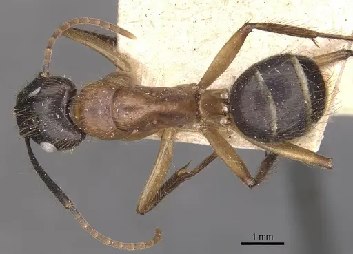 Camponotus atriceps specimen CASENT0910340 image casent0910340_1