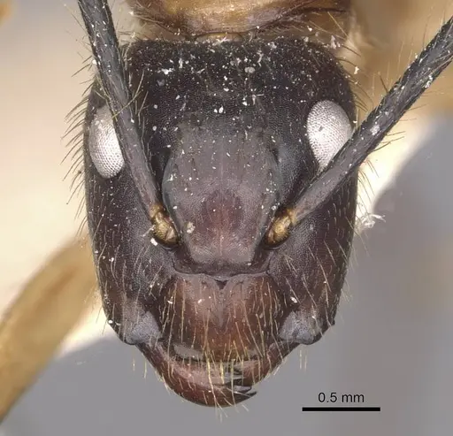 Camponotus atriceps specimen CASENT0910340 image casent0910340_2