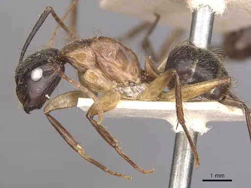 Camponotus atriceps specimen CASENT0910340 image casent0910340_3