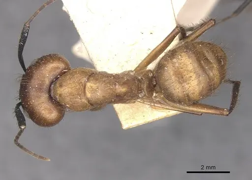 Camponotus atriceps specimen CASENT0910341 image casent0910341_1