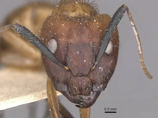 Camponotus atriceps specimen CASENT0910341 image casent0910341_2