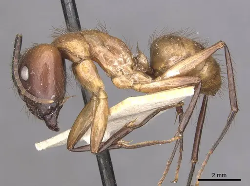 Camponotus atriceps specimen CASENT0910341 image casent0910341_3