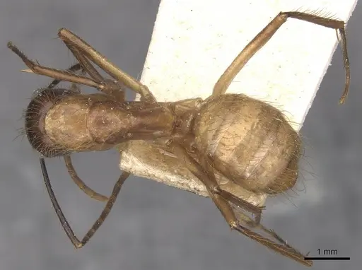 Camponotus atriceps specimen CASENT0910342 image casent0910342_1