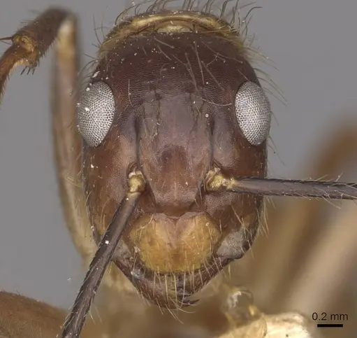 Camponotus atriceps specimen CASENT0910342 image casent0910342_2