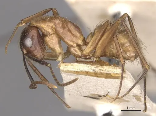 Camponotus atriceps specimen CASENT0910342 image casent0910342_3
