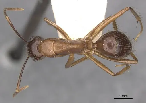 Camponotus atriceps specimen CASENT0910343 image casent0910343_1