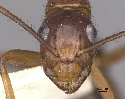 Camponotus atriceps specimen CASENT0910343 image casent0910343_2