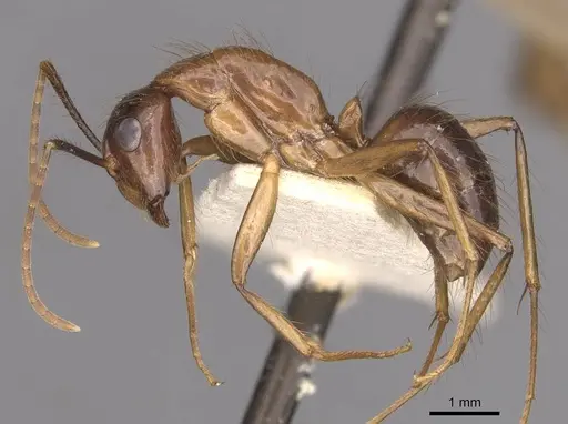 Camponotus atriceps specimen CASENT0910343 image casent0910343_3