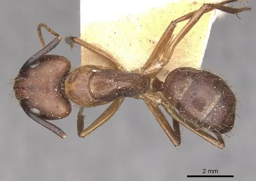 Camponotus atriceps specimen CASENT0910344 image casent0910344_1