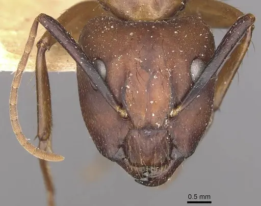 Camponotus atriceps specimen CASENT0910344 image casent0910344_2