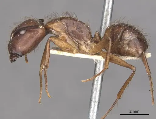 Camponotus atriceps specimen CASENT0910344 image casent0910344_3