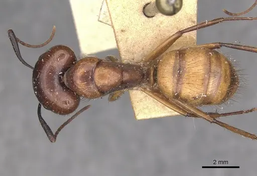 Camponotus atriceps specimen CASENT0910356 image casent0910356_1