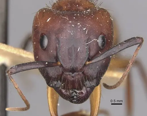 Camponotus atriceps specimen CASENT0910356 image casent0910356_2