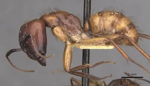 Camponotus atriceps specimen CASENT0910356 image casent0910356_3