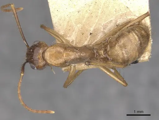 Camponotus atriceps specimen CASENT0910357 image casent0910357_1