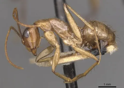 Camponotus atriceps specimen CASENT0910357 image casent0910357_3