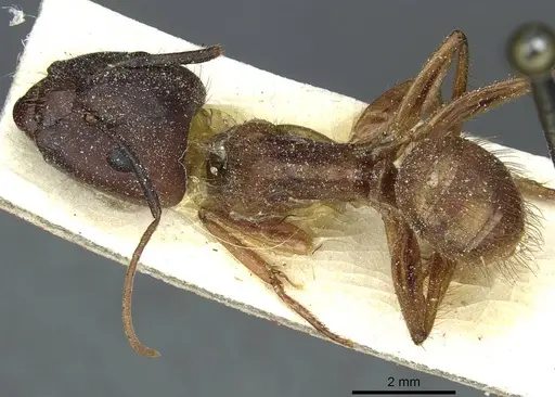 Camponotus atriceps specimen CASENT0911794 image casent0911794_1