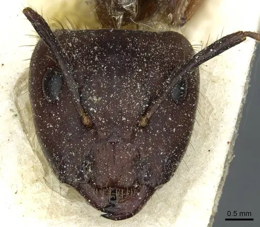 Camponotus atriceps specimen CASENT0911794 image casent0911794_2