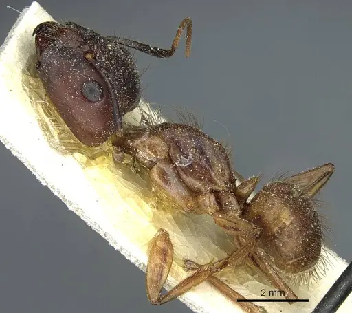 Camponotus atriceps specimen CASENT0911794 image casent0911794_3