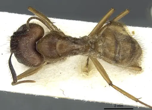 Camponotus atriceps specimen CASENT0911795 image casent0911795_1