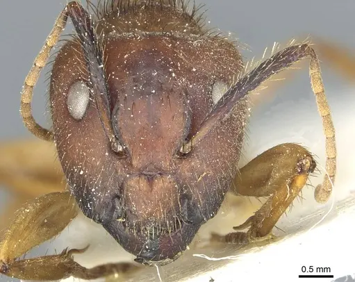 Camponotus atriceps specimen CASENT0911795 image casent0911795_2