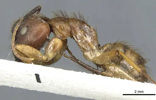 Camponotus atriceps specimen CASENT0911795 image casent0911795_3