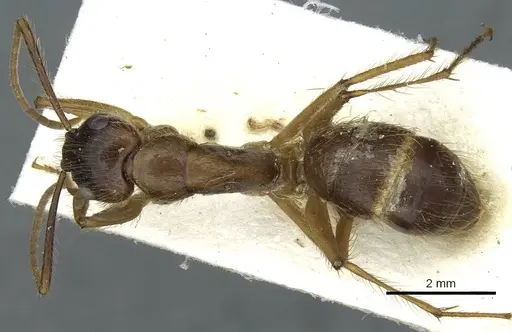 Camponotus atriceps specimen CASENT0911796 image casent0911796_1