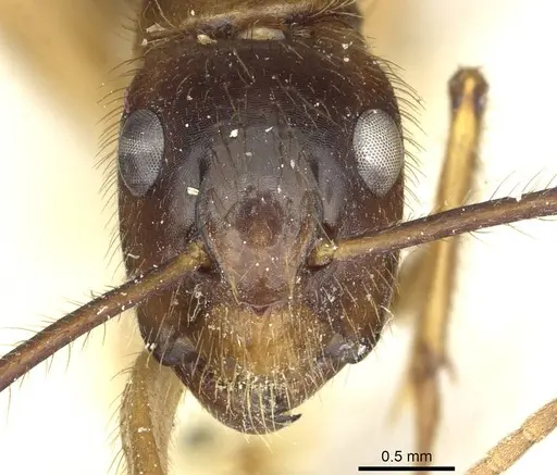 Camponotus atriceps specimen CASENT0911796 image casent0911796_2
