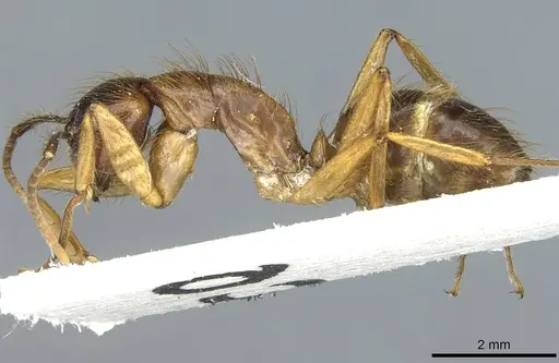 Camponotus atriceps specimen CASENT0911796 image casent0911796_3
