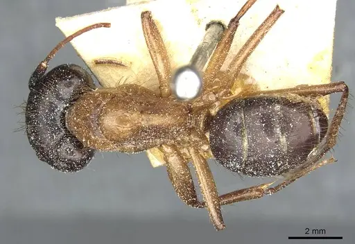 Camponotus atriceps specimen CASENT0911797 image casent0911797_1