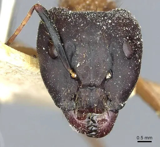 Camponotus atriceps specimen CASENT0911797 image casent0911797_2