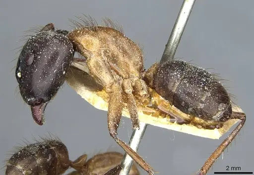 Camponotus atriceps specimen CASENT0911797 image casent0911797_3