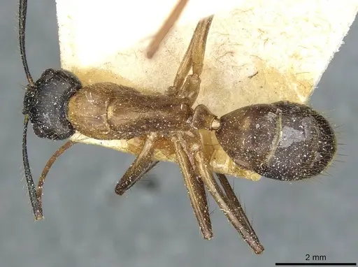 Camponotus atriceps specimen CASENT0911798 image casent0911798_1