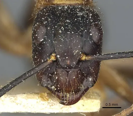 Camponotus atriceps specimen CASENT0911798 image casent0911798_2