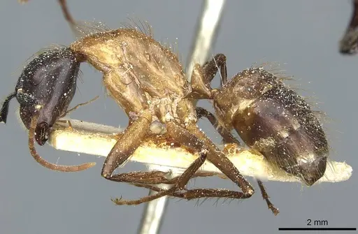 Camponotus atriceps specimen CASENT0911798 image casent0911798_3