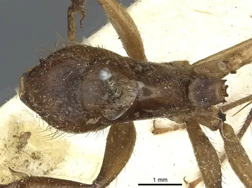Camponotus atriceps specimen CASENT0911799 image casent0911799_1