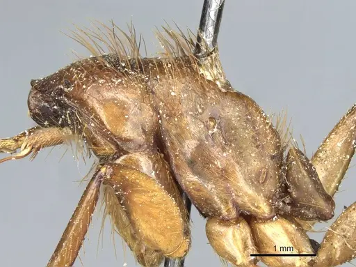 Camponotus atriceps specimen CASENT0911799 image casent0911799_2