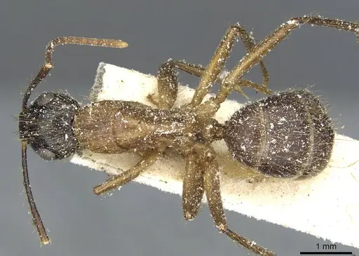Camponotus atriceps specimen CASENT0911800 image casent0911800_1