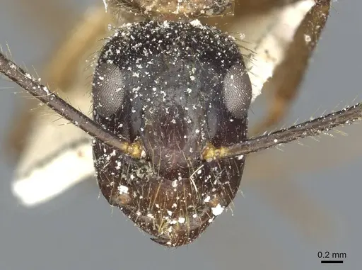 Camponotus atriceps specimen CASENT0911800 image casent0911800_2