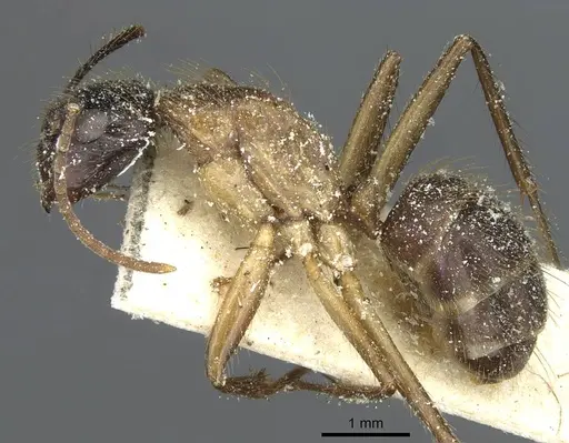 Camponotus atriceps specimen CASENT0911800 image casent0911800_3