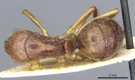 Camponotus atriceps specimen CASENT0911801 image casent0911801_1