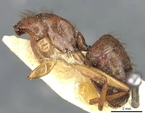 Camponotus atriceps specimen CASENT0911801 image casent0911801_2