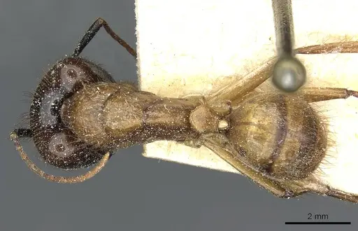 Camponotus atriceps specimen CASENT0911802 image casent0911802_1